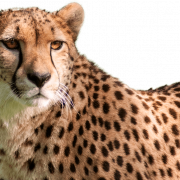 Cheetah PNG -bestand