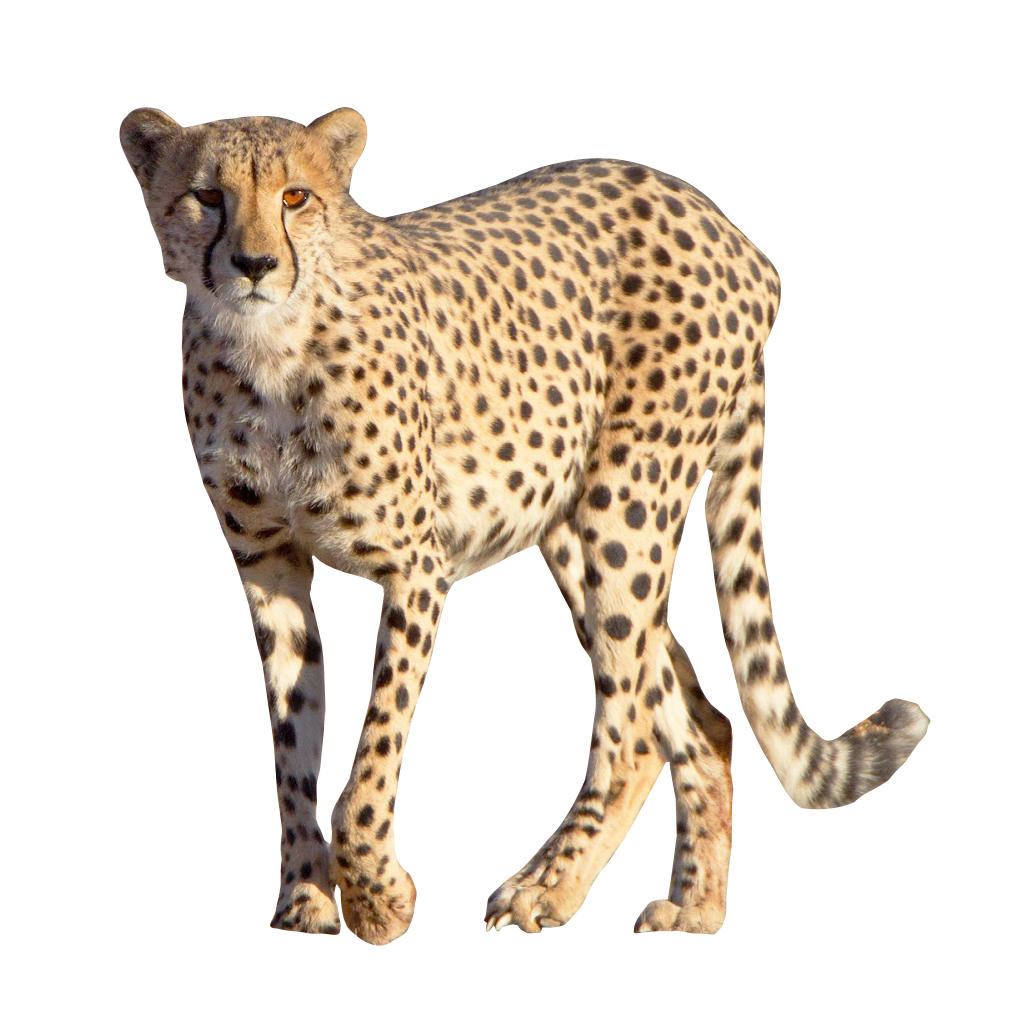 Cheetah PNG Free Download