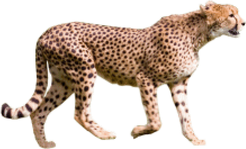Cheetah PNG Free Image