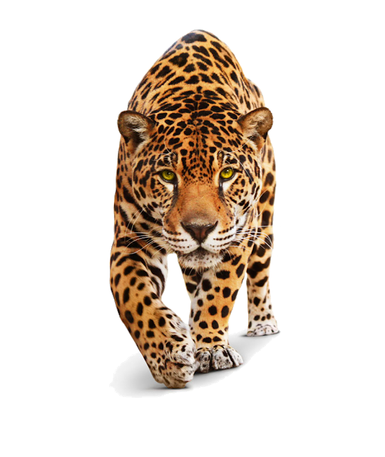 Cheetah PNG HD Image
