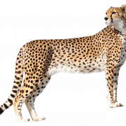 Cheetah PNG Hoge kwaliteit afbeelding