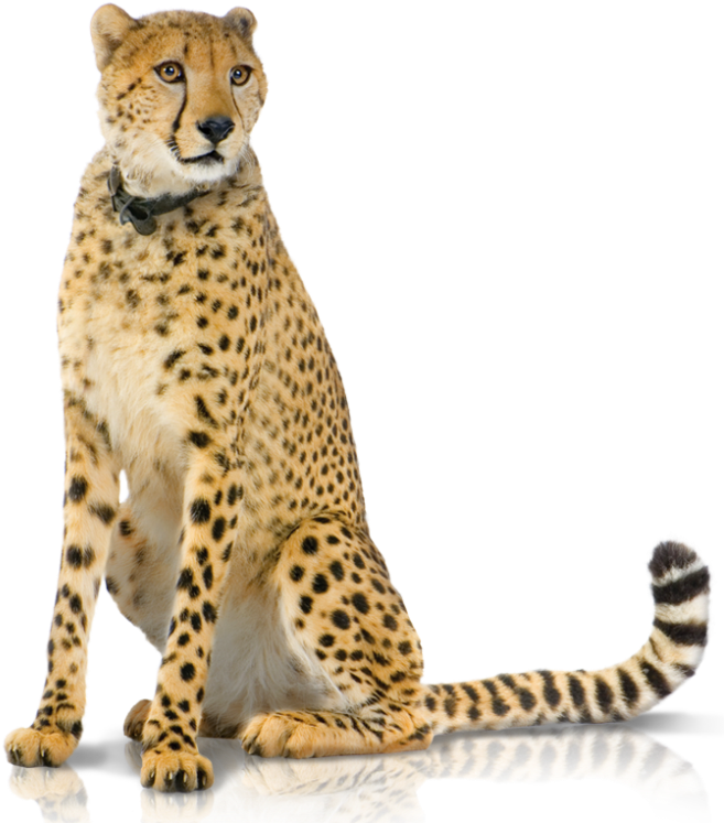 Cheetah PNG Image File
