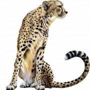 Cheetah png gambar hd