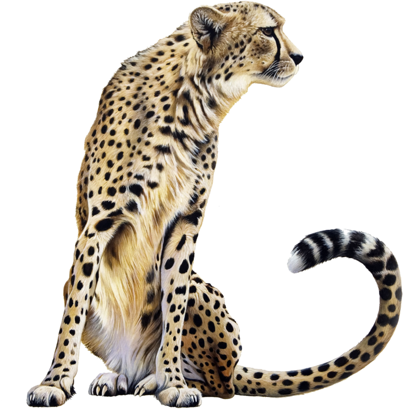 Cheetah PNG Image HD