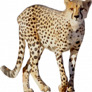 Cheetah PNG Images
