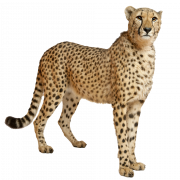 Cheetah png larawan