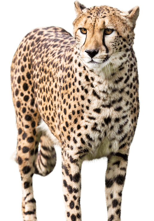 Cheetah PNG Picture