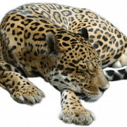 Cheetah transparant