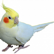 Cockatiel Bird PNG