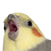 Cockatiel Bird PNG Free Download