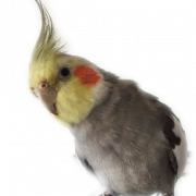Cockatiel Bird PNG Free Image
