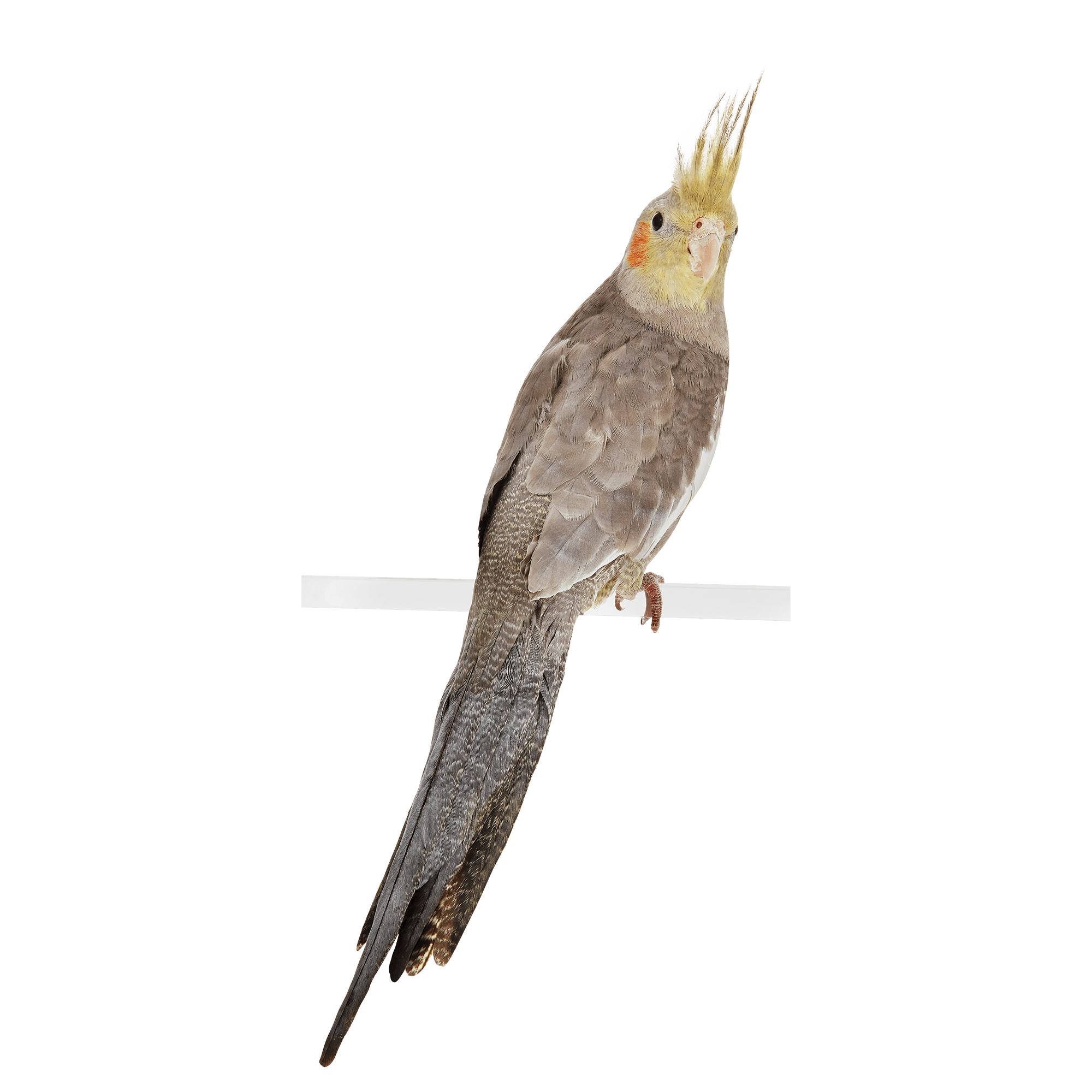 Cockatiel Bird Transparent
