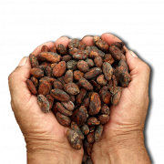 Cocoa Bean PNG File