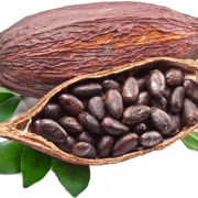 Cocoa Bean PNG Image HD