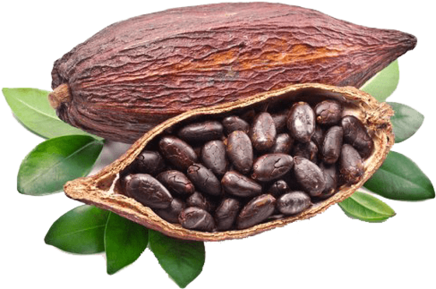 Cocoa Bean PNG Image HD - PNG All