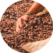 Cocoa Bean PNG Picture