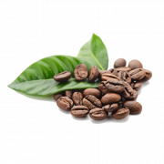 Cocoa Bean Transparent