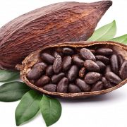 Cocoa Beans PNG Images