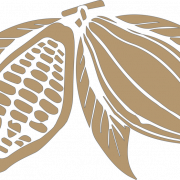 Cocoa Beans PNG Photo