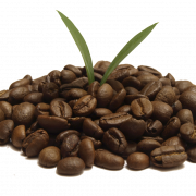 Coffee Cocoa Beans PNG High Quality Image