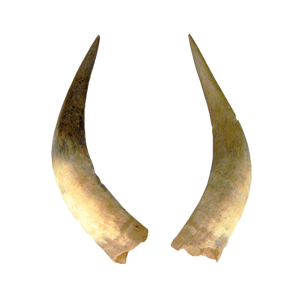 Demon Horn PNG Free Image