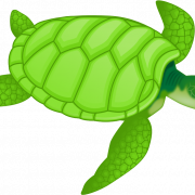 Зеленая черепаха Png