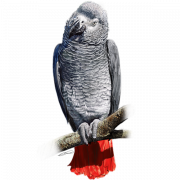 Clipart grigio pappagallo png