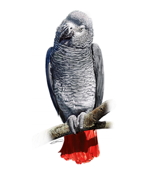 Grey Parrot PNG Clipart