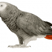 Grey Parrot Png Scarica immagine