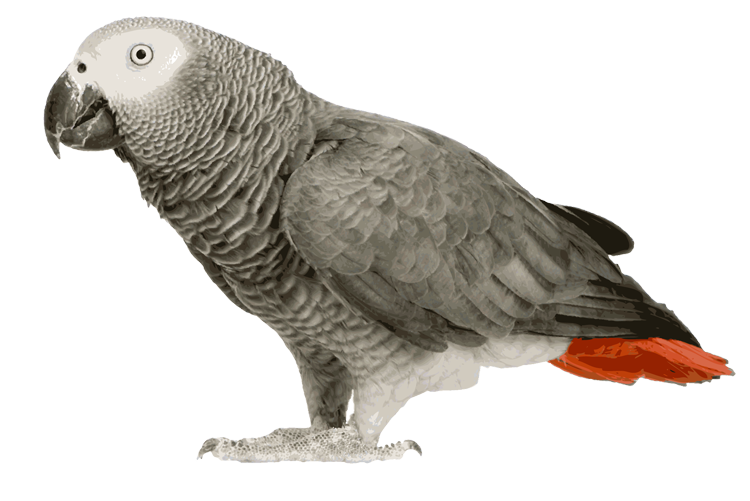 Серый попугай PNG Скачать изображение