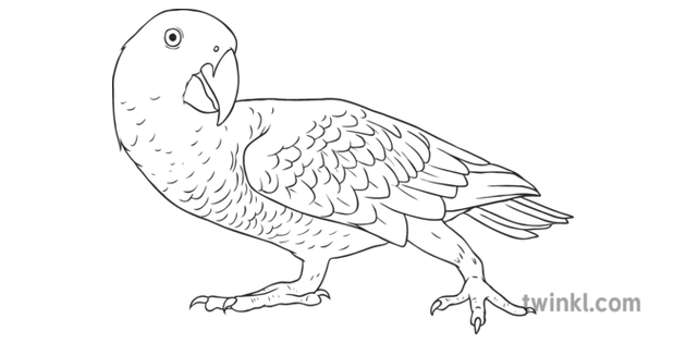 Grey Parrot PNG File
