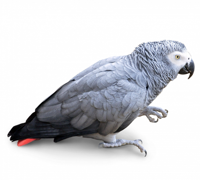 Grey Parrot PNG Free Download