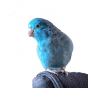 Immagine gratuita del pappagallo grigio png