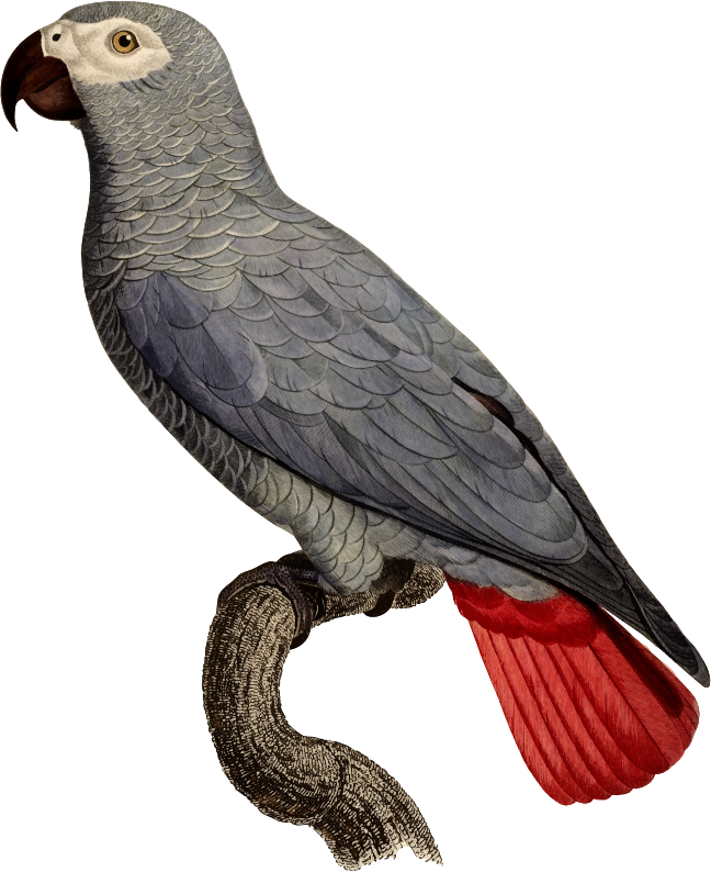 Grey Parrot PNG HD Image