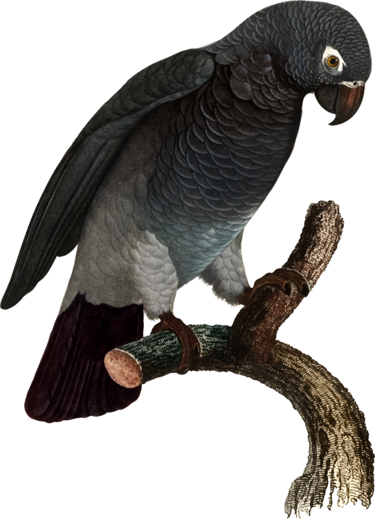 Image de haute qualité PNG PNG de perroquet gris