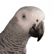 Immagine grigia parrot png