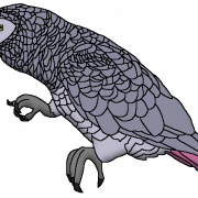 Grey Parrot PNG Image File