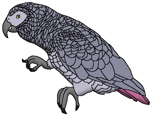 File immagine grigio pappagallo png