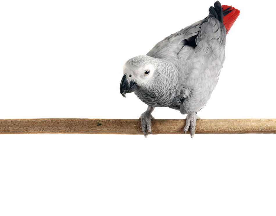 Grey Parrot PNG Image HD