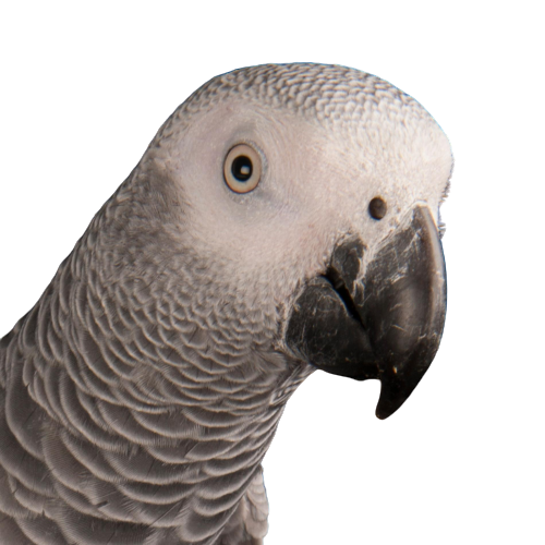 Grijze papegaai png afbeelding