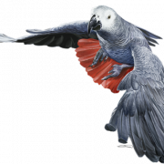 Grijze papegaai PNG -afbeeldingen