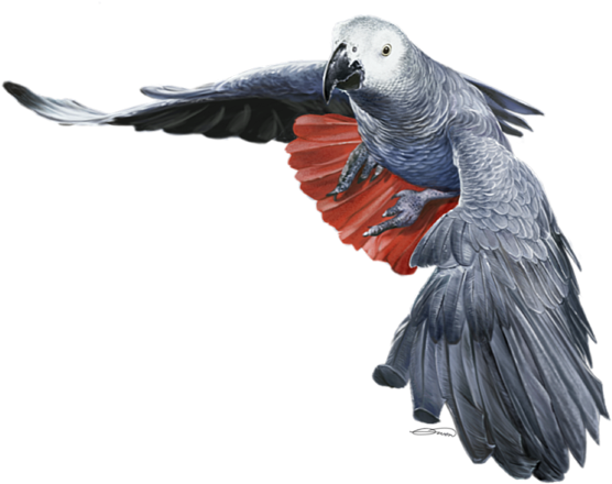 Grey Parrot PNG Images
