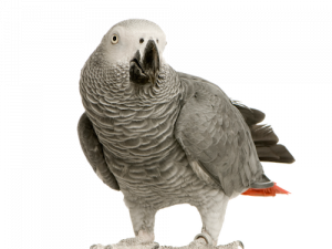 Серый попугай PNG фото