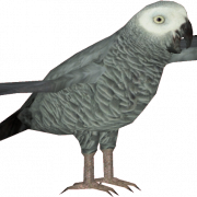 Grey Parrot PNG Pic