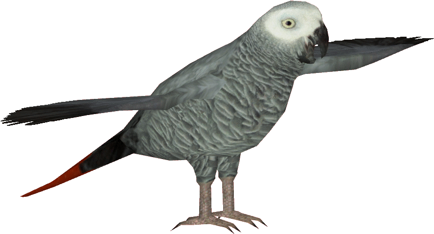 Grey Parrot PNG Pic