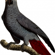 Grey Parrot PNG Picture