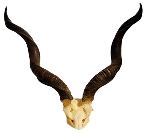 Horn PNG Pic