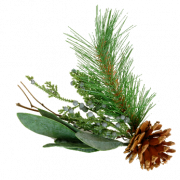 Clipart PNG PINE