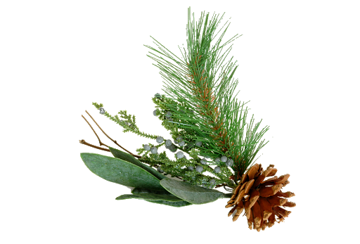 Pine PNG Clipart