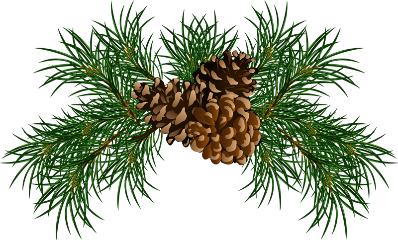 Pine PNG Download Image